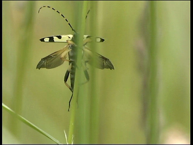 Long-horned Beetle taking off