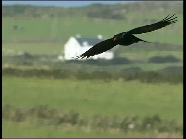Chough