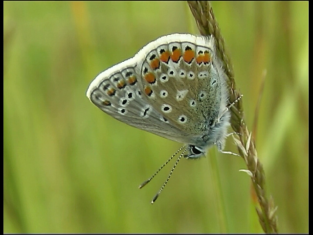 Common Blue at rest