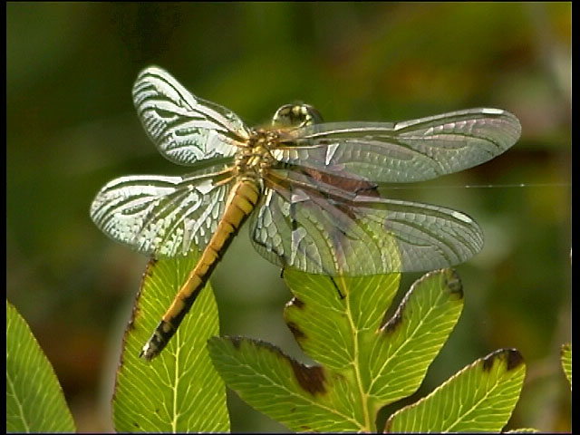 Dragonfly on Royal Fern