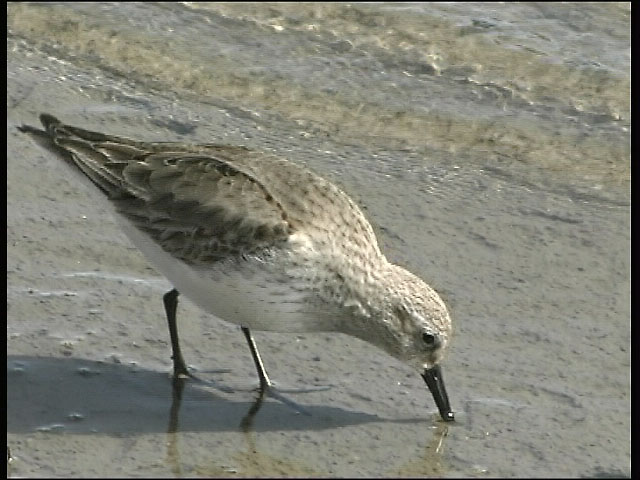 Dunlin Feeding