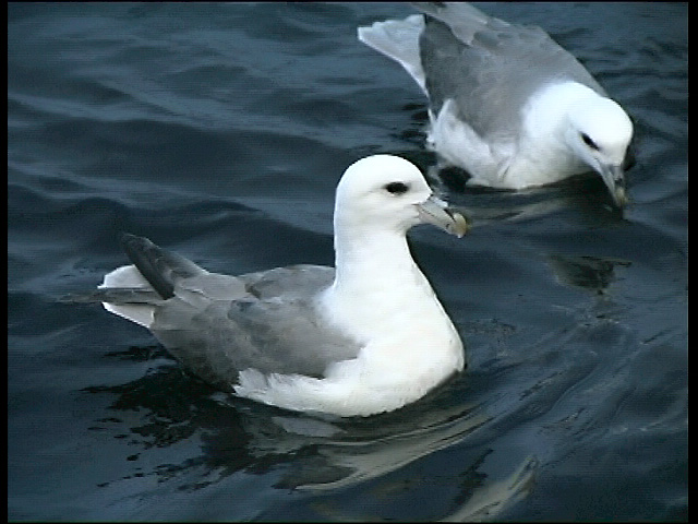 Fulmars at Sea