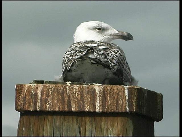 Young Great Black-backed Gull