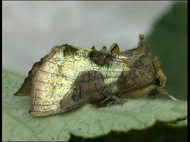 Burnished Brass Moth