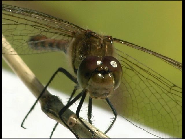 Dragonfly at rest