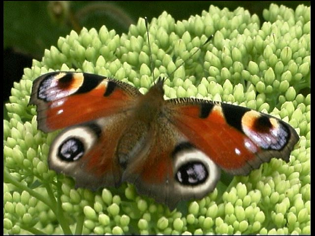 Peacock Butterfly on Seedum