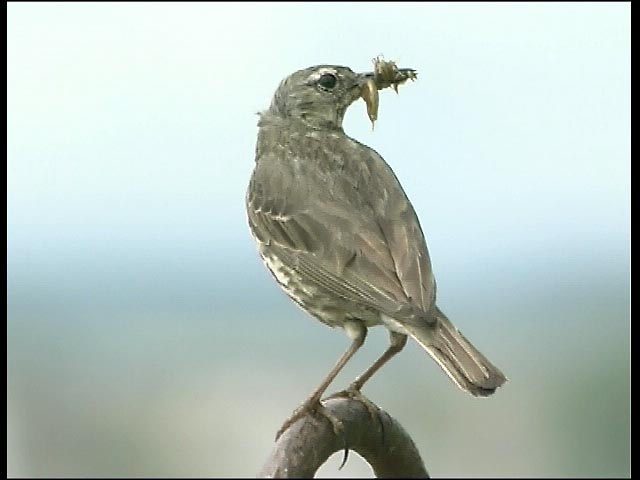Rock Pipit with food
