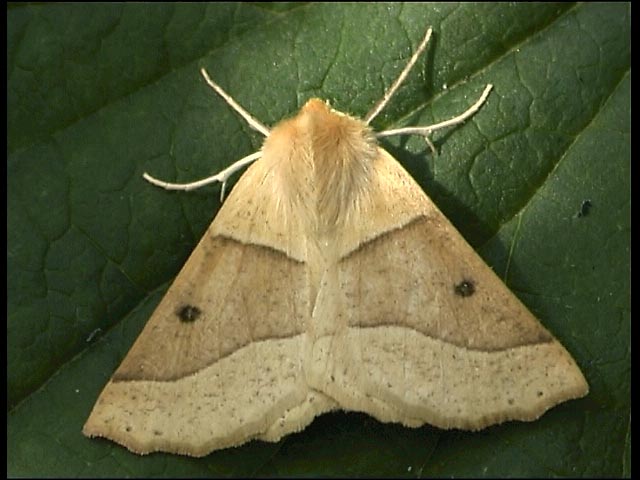 Scalloped Oak Moth