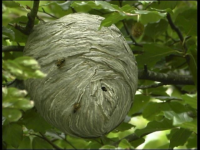 Wasp's Nest