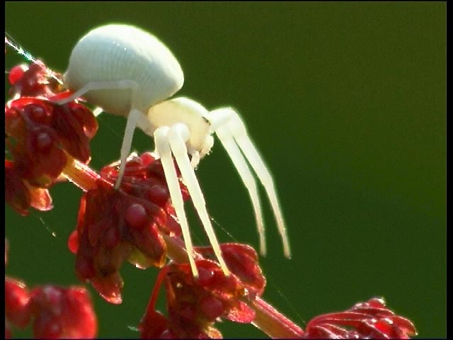 White Death Spider on Sorrell