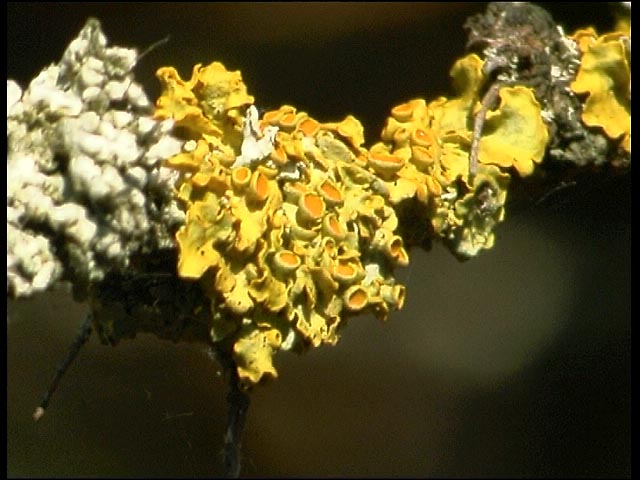 Lichens on a Branch