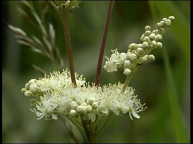 meadowsweet1.JPG (61304 bytes)