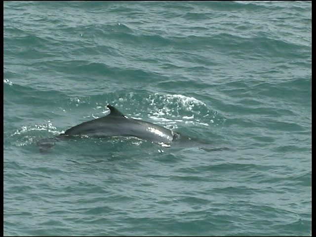 Minke Whale surfaces off Cape Clear