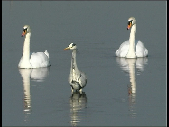 Grey Heron and two Mute Swans