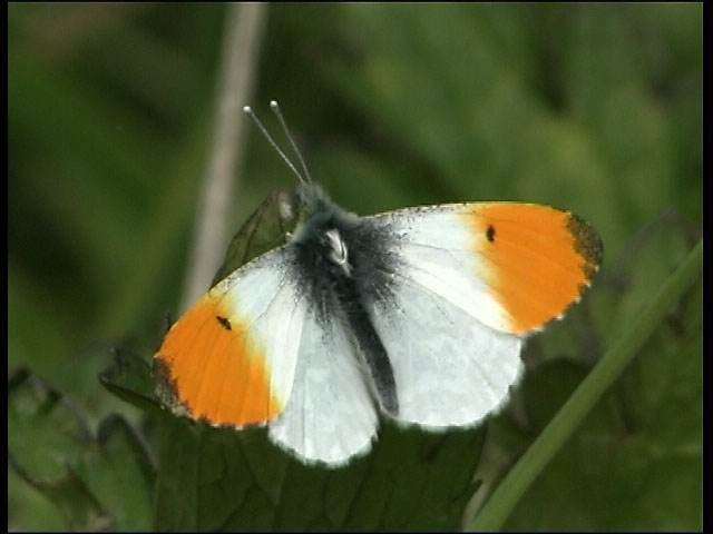 Male Orange-tip at rest