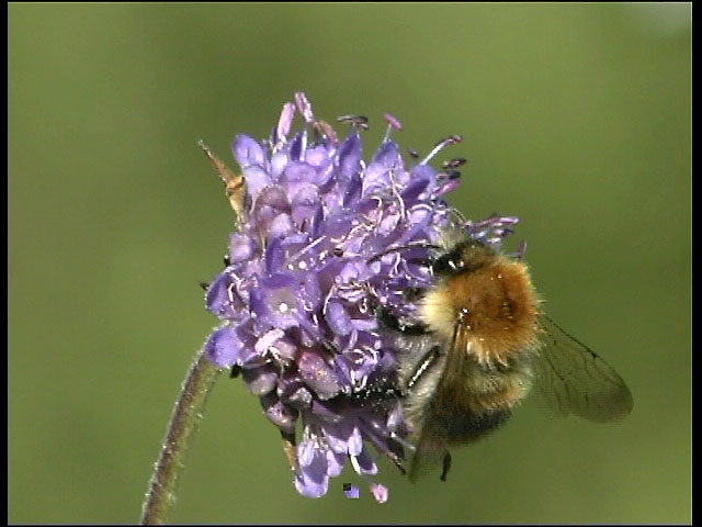 Bumble Bee on Devil's-bit Scabious