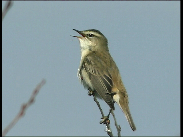 Sedge Warbler in song