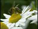 Honey Bee on Scentless Mayweed