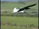 Chough