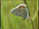 Common Blue Butterfly at rest.