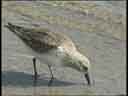 Dunlin feeding