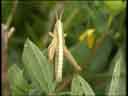 Meadow Grasshopper