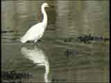 Little Egret, Cobh.