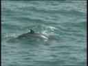 Minke Whale off Cape Clear, West Cork.