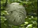 Wasp's Nest