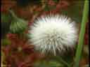 Sow-Thistle