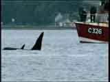 Killer Whale, adult and immature male, Cobh 2001