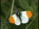 Orange-tip Butterfly