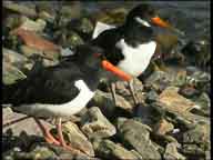 Oystercatchers