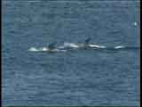 Risso's Dolphins, off Great Saltee, Wexford