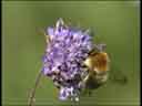 Bumble Bee on Devil's-Bit Scabious