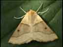 Scalloped Oak