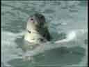 Grey Seal