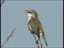 Sedge Warbler