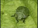 Green Shield Bug