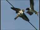 Swallow feeding young