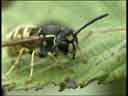 Wasp
