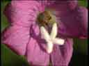 Willowherb