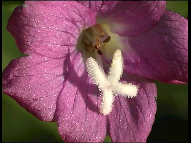 Willowherb close-up